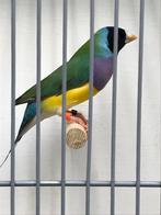 Gevraagd t.t waardige Gould Amadines ( mannen ), Mannelijk, Tropenvogel, Geringd