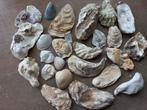 25 Diversen Soorten Schelpen, Ophalen, Schelp(en)