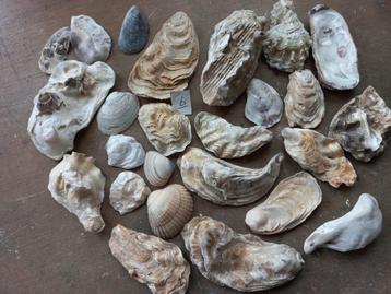 25 Diversen Soorten Schelpen beschikbaar voor biedingen