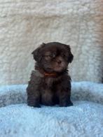 shih tzu pups, Overige rassen, CDV (hondenziekte), 8 tot 15 weken, Meerdere