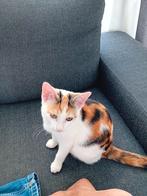 2 Kittens 5 maanden oud (gratis), Dieren en Toebehoren, Katten en Kittens | Overige Katten, Meerdere dieren, Kortharig, 0 tot 2 jaar