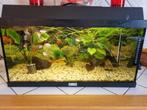 Juwel aquarium, Dieren en Toebehoren, Ophalen, Zo goed als nieuw, Gevuld zoetwateraquarium