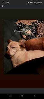 Lief oppasje, Dieren en Toebehoren, Ophalen, Hond