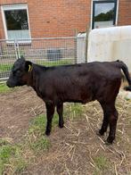 Te koop, dexterkalf, Dieren en Toebehoren, Vrouwelijk