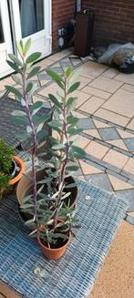 Senecio abyssinicus, Ophalen, Halfschaduw, Minder dan 100 cm