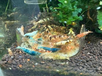 Cardina pinto/tjjger/blue bolt/boa mix beschikbaar voor biedingen