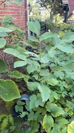 Notenboom, 120 cm, Ophalen, Volle zon, Overige soorten