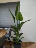 Strelitzia Nicolai XXL 180, Huis en Inrichting, Kamerplanten, Ophalen, Overige soorten, 150 tot 200 cm