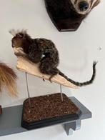 Opgezette Oestiti aapje taxidermie, Verzamelen, Dierenverzamelingen, Opgezet dier, Ophalen of Verzenden, Zo goed als nieuw