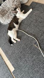 Kat