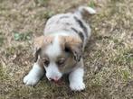 Te koop: Lieve raszuivere bleu merle corgi pup (reu), Dieren en Toebehoren, Honden | Herdershonden en Veedrijvers, 8 tot 15 weken