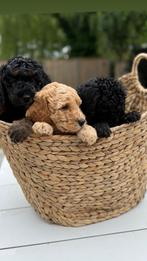 Mini labradoodle/dwergpoedel pups, Poedel, Rabiës (hondsdolheid), 8 tot 15 weken, Meerdere