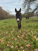 jonge ezel hengst, Dieren en Toebehoren, Oktober, Mannelijk