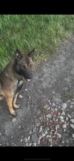 Mechelse herder, Reu, CDV (hondenziekte), 1 tot 2 jaar, Eén hond