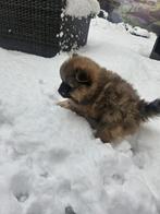 NIEUWE FOTOS van onze super schattige puppy’s!, Overige rassen, 8 tot 15 weken, CDV (hondenziekte), Meerdere