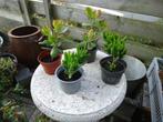 allerlei mooie vetplanten(kamerplanten), Huis en Inrichting, Kamerplanten, Ophalen, Vetplant, Minder dan 100 cm