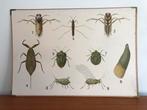 Diverse vintage Zweedse schoolplaten met dieren Nils Tiren, Ophalen, Natuur en Biologie