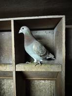 Duivin, Dieren en Toebehoren, Vogels | Duiven, Vrouwelijk, Kropper