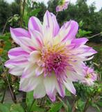 Rosewitte dahliaknollen 3 euro, Tuin en Terras, Planten | Tuinplanten, Ophalen, Overige soorten, Volle zon