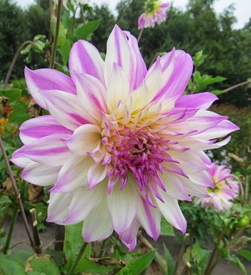 Rosewitte dahliaknollen 3 euro beschikbaar voor biedingen