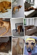 Goed thuis gezocht voor hond 12 jaar, Dieren en Toebehoren, Honden | Niet-rashonden, 6 jaar of ouder, Particulier, Buitenland