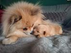 Raszuiver pomeriaan pup meisje beschikbaar, Keeshond, 8 tot 15 weken, Teef, Parvo