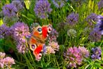 Vaste tuinplanten - SCHERP GEPRIJSD - ZATERDAG GEOPEND, Ophalen of Verzenden