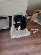 Lieve, leuke, tamme en speelse kittens te koop, Meerdere dieren
