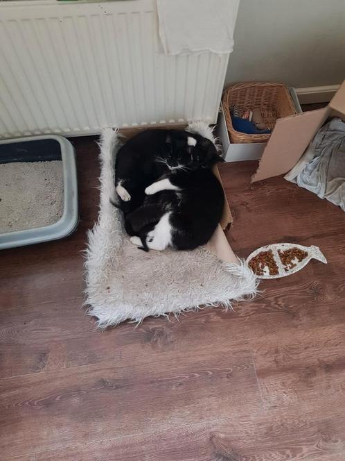 Lieve, leuke, tamme en speelse kittens te koop, Dieren en Toebehoren, Katten en Kittens | Overige Katten, Meerdere dieren