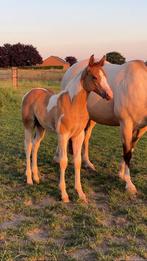 American Paint Horse merrie APHA, Merrie, Met stamboom, Minder dan 160 cm, Niet van toepassing