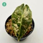 Alocasia Sanderiana Bull Pink/Albo Variegata, Verzenden, Halfschaduw, Minder dan 100 cm