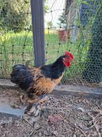 Cochin haan, Dieren en Toebehoren, Pluimvee, Mannelijk, Kip
