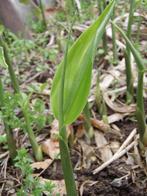 Zingiber mioga – Japanse gember, Bio, Ophalen of Verzenden, Halfschaduw, Zomer, Groenteplanten