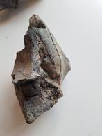 Balaena versteend walvis bot, Verzamelen, Mineralen en Fossielen, Ophalen of Verzenden, Fossiel