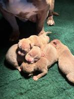 Nest Aankondiging American Pocket Bully, Dieren en Toebehoren, Honden | Bulldogs, Pinschers en Molossers, Parvo, 8 tot 15 weken