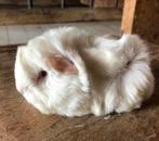 Jong cavia mannetje (peruvuan x borstel), Juli, Mannelijk, Cavia