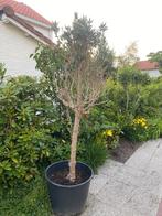 Olijfboom in pot nú ongeveer 185 cm hoog., Tuin en Terras, Planten | Bomen, 100 tot 250 cm, Olijfboom, Zomer, Ophalen