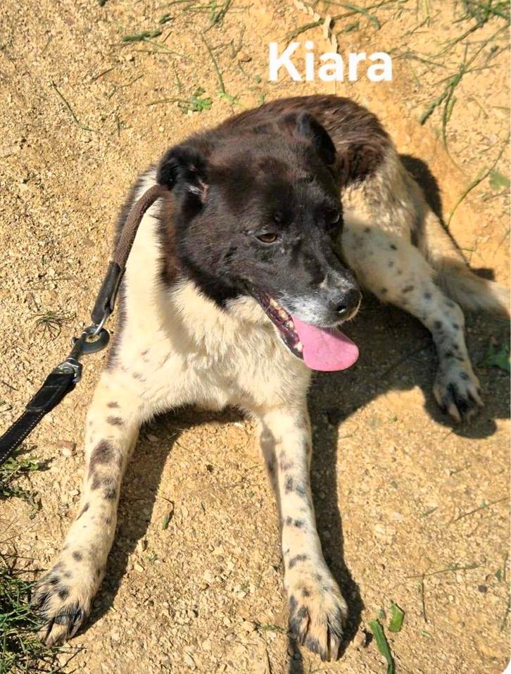 Kiara komt naar Nederland., Dieren en Toebehoren, Honden | Niet-rashonden, Middel, Teef, Particulier, Eén hond, Buitenland, 1 tot 2 jaar