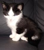 3 super lieve kittens, Dieren en Toebehoren, Katten en Kittens | Overige Katten, Meerdere dieren, Kortharig, 0 tot 2 jaar