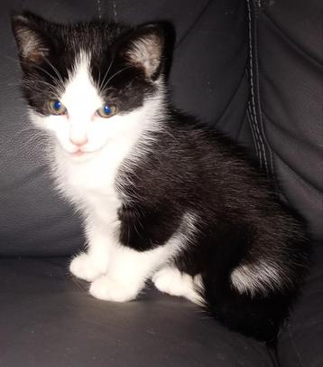3 super lieve kittens  beschikbaar voor biedingen