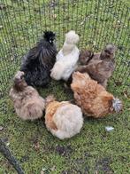 Zijderhoenders met baard usa kippen te koop., Dieren en Toebehoren, Pluimvee, Meerdere dieren, Kip