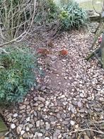 Goudfazanten, Dieren en Toebehoren, Mannelijk, Overige soorten