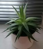 Kamerplant Aloe Aristata klein per stuk  € 3,00, Huis en Inrichting, Vetplant, Minder dan 100 cm, Bloeiende kamerplant, Halfschaduw