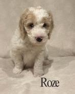 Labradoodle puppy's, nog 4 beschikbaar!, Overige rassen, 8 tot 15 weken, Parvo, Meerdere