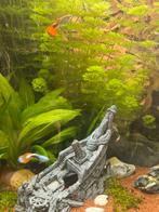 Guppen vissen guppies, Dieren en Toebehoren, Vissen | Aquariumvissen, Vis, Zoetwatervis