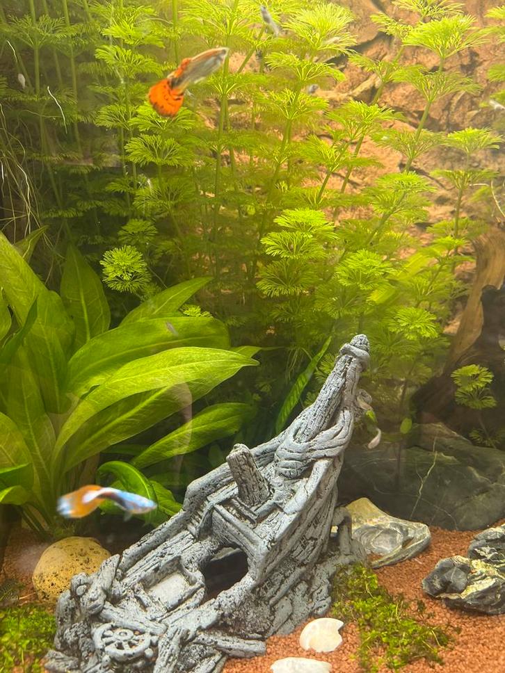 Guppen vissen guppies, Dieren en Toebehoren, Vissen | Aquariumvissen, Zoetwatervis, Vis