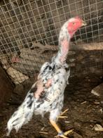 Shamo hen, Dieren en Toebehoren, Pluimvee, Vrouwelijk, Kip