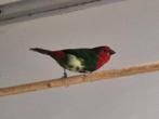 Roodkop papegaai amadines, Dieren en Toebehoren, Vogels | Overige Vogels, Meerdere dieren, Tropenvogel, Geringd