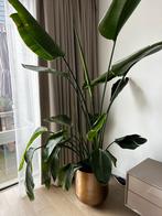 Prachtige Strelitzia inclusief pot Gina Da, Huis en Inrichting, Kamerplanten, Overige soorten, Halfschaduw, 200 cm of meer, Ophalen