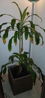 Drakenbloedplant, Draceana, kamerplant, Huis en Inrichting, Ophalen